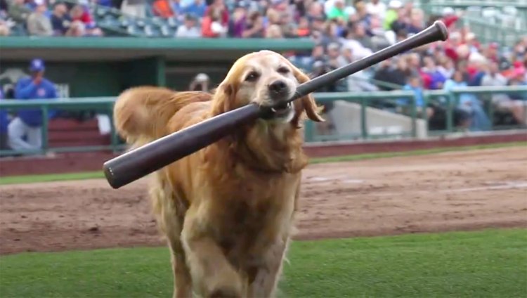 jake-the-diamond-dog