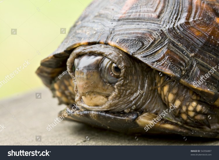 turtle