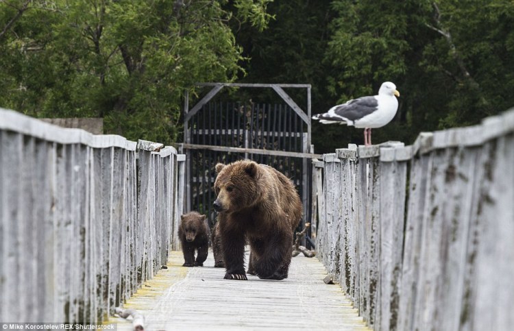bear bridge